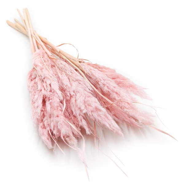 Mini Pampas-ruoho - helmenpunainen - 10 kpl -