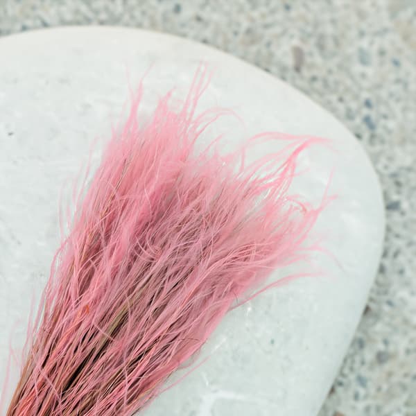 Tørret Stipa - Stipa pennata - Antik Pink