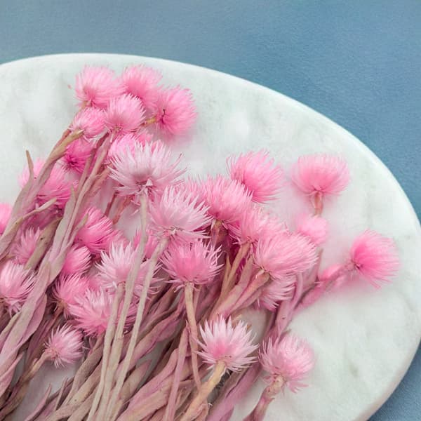 Kaaps Blomst - Phaenocoma prolifera - (Kap-stråblomst) - Lys pink