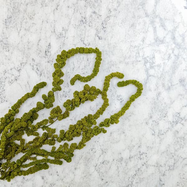 Stabiliserad sfärisk amarant - Amaranth - Ljusgrön