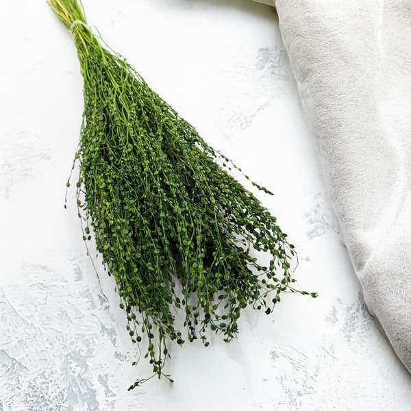 Lepidium (Lepidium sativum) - Flaskgrön
