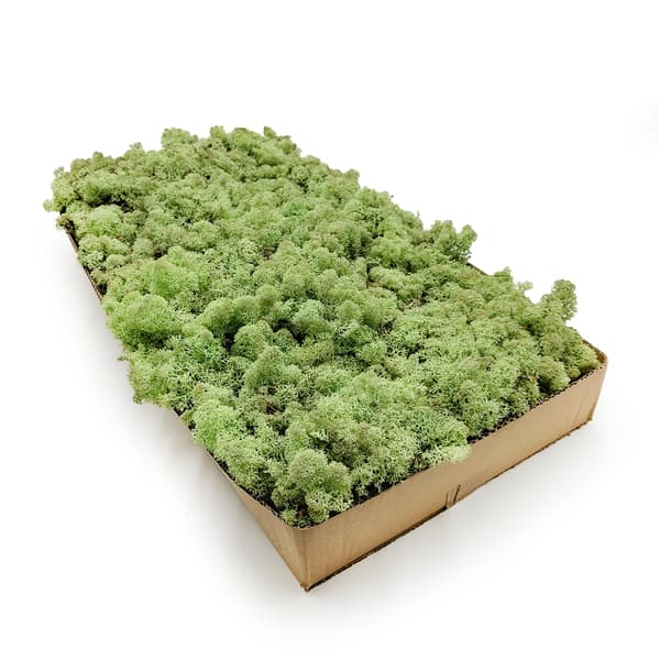 Rensdyrmos - Norge - Mintgrøn 500g NETTO