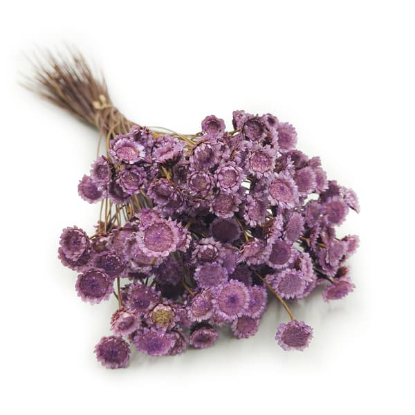 Glixia Dried BIG - (Comanthera, Glyxia) - Lavendel