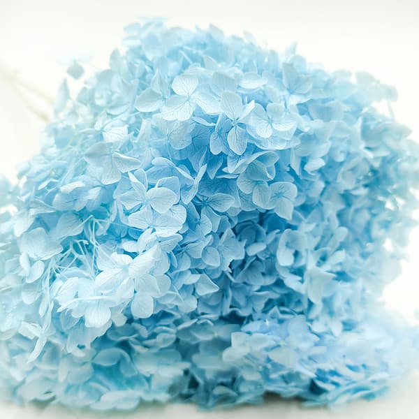 Stabiliseret hortensia (Hydrangea Cabeza) - Blå