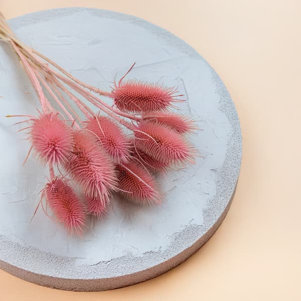 Torkad Tistel - (Teasel) - Rosa