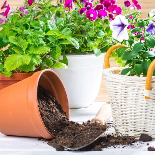 Universaljord för blommor, grönsaker, prydnadsväxter, örter, frukter 20L