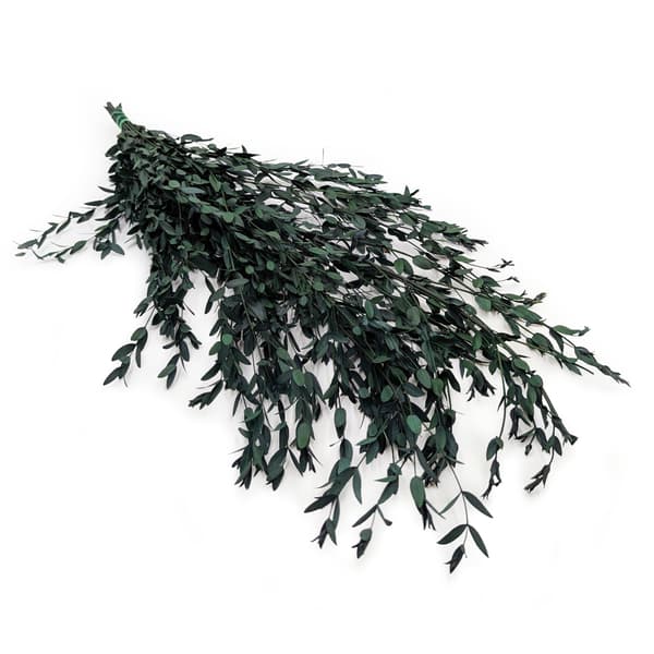 Stabiliseret Eukalyptus - Parvifolia - Grøn