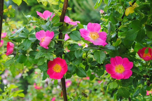 Citronskiver i sirup med roseblade til infusion