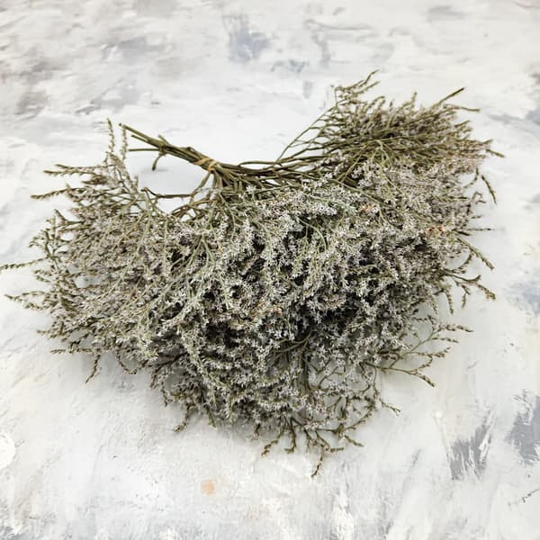 Tørret vinstenslimonium - Limonium Tataricum - Hvid