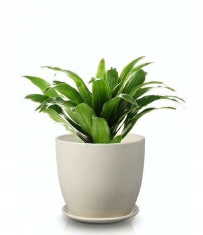 Keramisk blomkruka med fat 13 cm krämfärgad