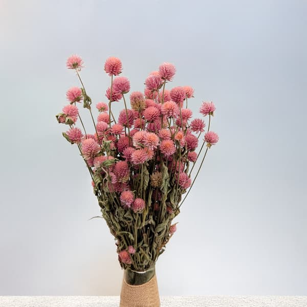 Torkad Gomphrena Globulus - (Globular Everlasting) - Rosa