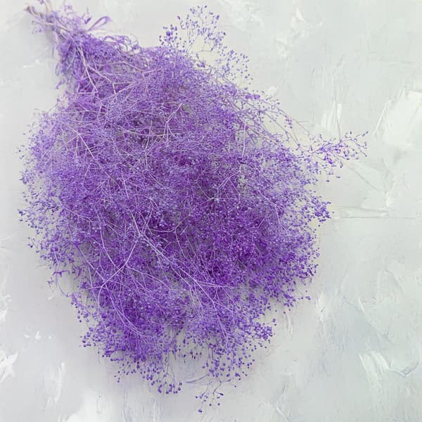 Stabiloitu Kipsi MINI - (gypsophila) - Lila