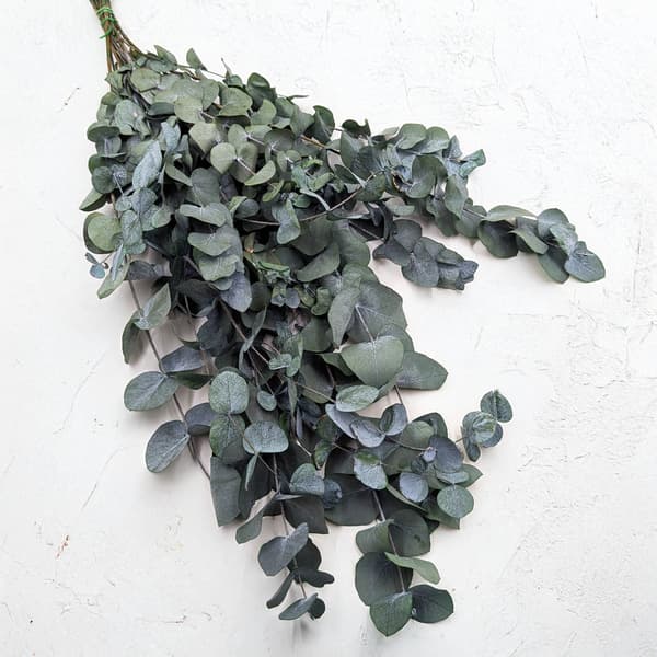 Stabiliseret eukalyptus - Cinerea - Grøn