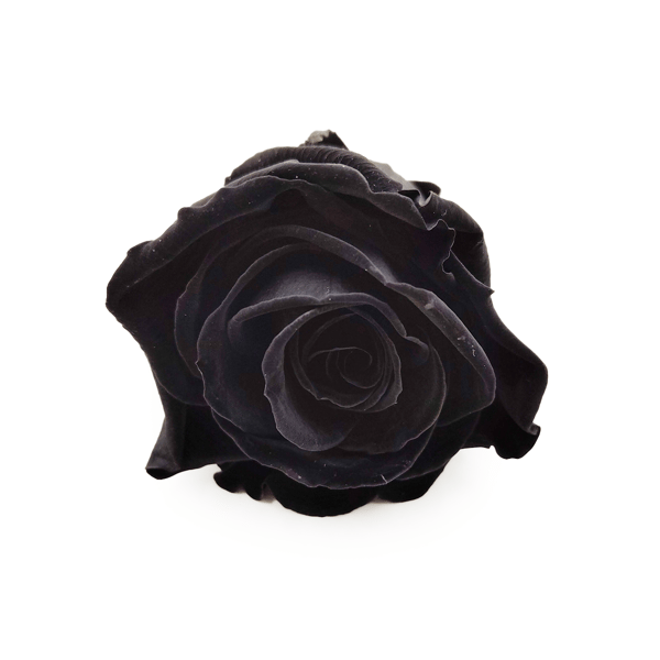 Stabiliseret rose - Sort - Kulstofsort - XL - 3 stk.
