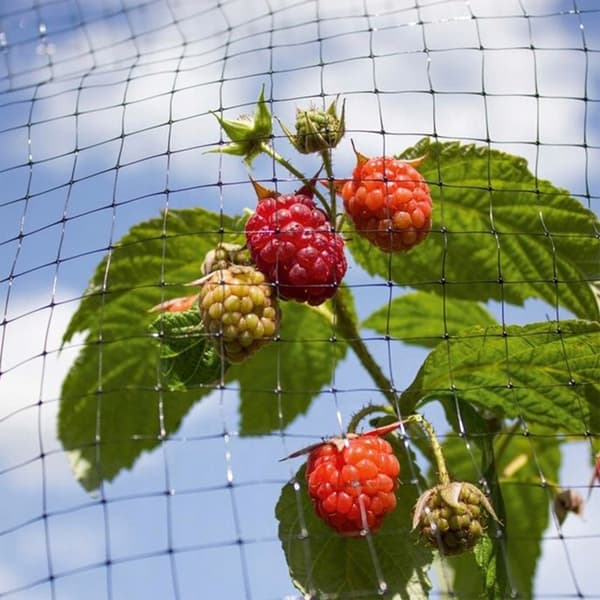 FÅGELSKYDDSNÄT 10X10M NR: 1985