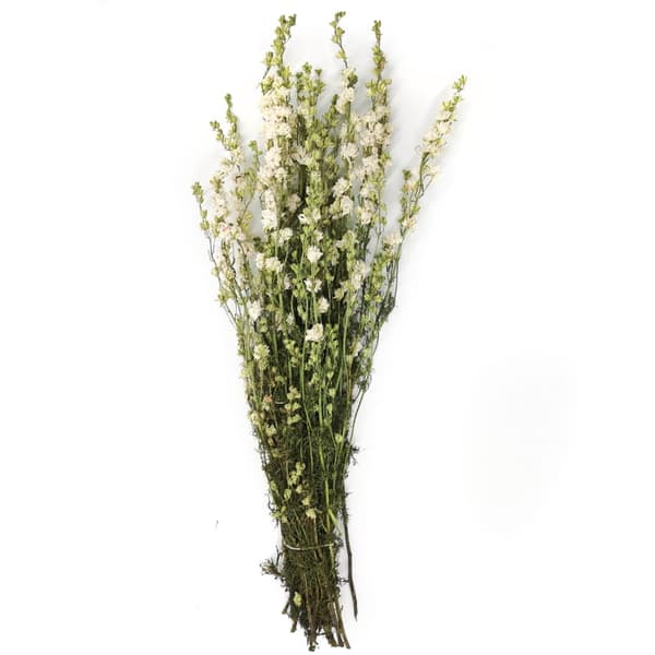 Torkad Delphinium - (Delphinium) - Vit