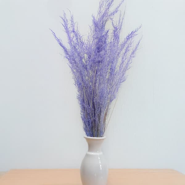 Torkad darrande växt - (Briza Segromigno) - Lavendel