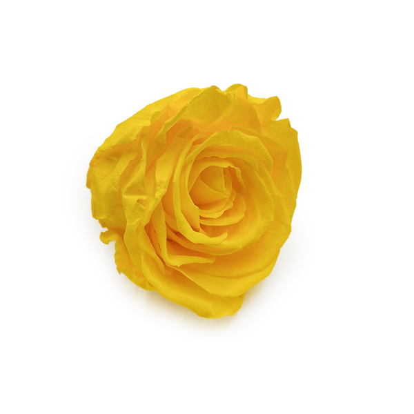 Stabiliseret rose - Kanariegul - XL - 3 stk.