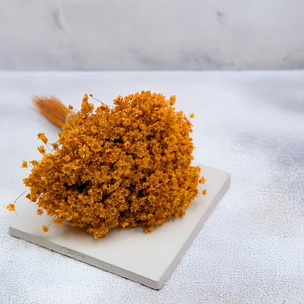 Tørret Glixia - (Glyxia Marcela) - Appelsin