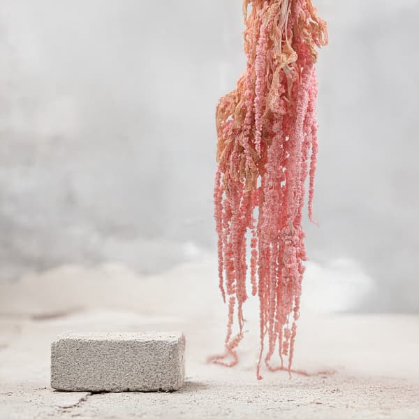 Stabiliserad amarant - Amaranth - Rosa