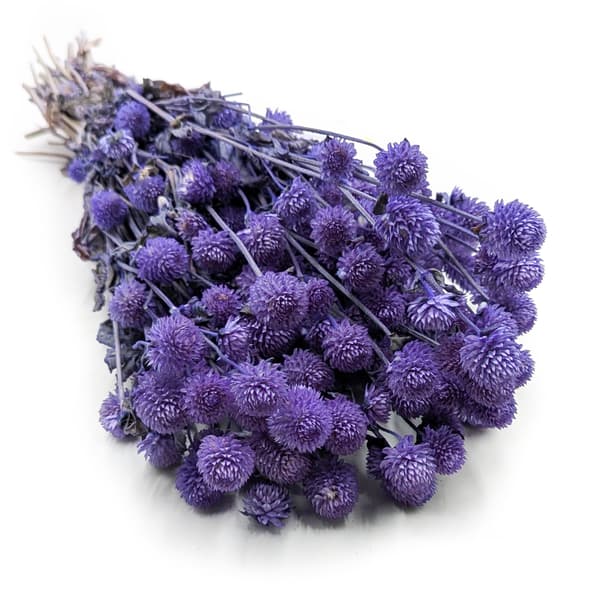 Tørret Gomphrena Globulus - (Globular Everlasting) - Lavendel