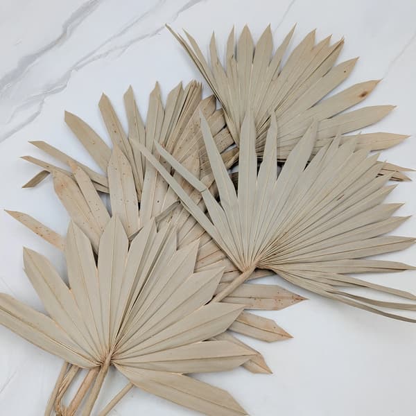 Palm Sun - Luonnollinen