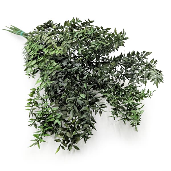 Stabiloitu Ruscus - (Ruscus) - Vihreä