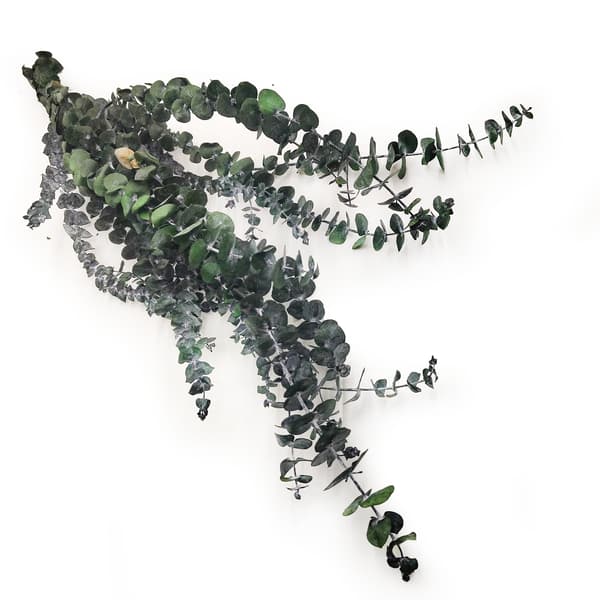 Stabiliseret eukalyptus - baby - grøn
