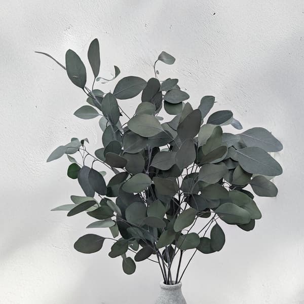Stabiliseret eukalyptus - Populus - Grøn
