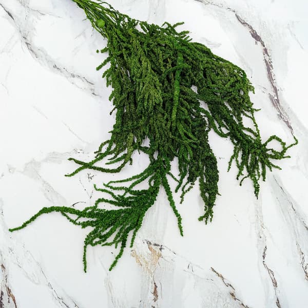 Stabiliserad amarant - Amaranth - Grön