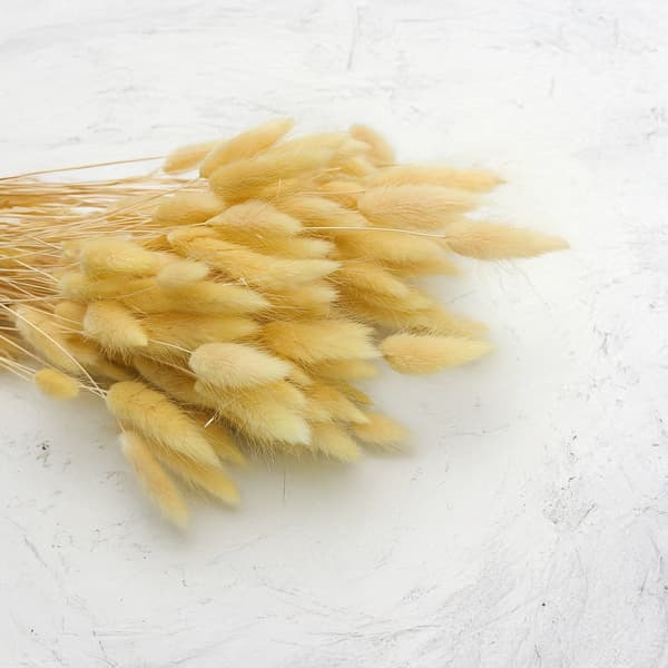 Kuivattu Lagurus - Kermainen