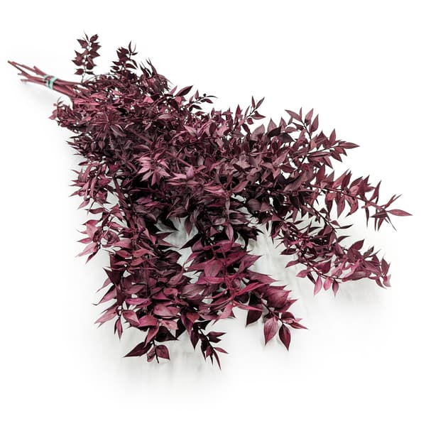 Stabiliseret Ruscus - (Ruscus) - Kirsebær