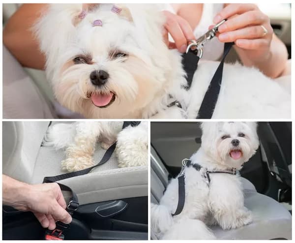 Säkerhetsbälte koppel för bil hund och katt