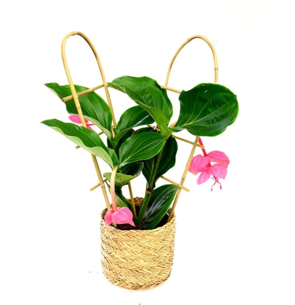 Bambuiset tikkaat kaarella 105 cm /10 kpl/