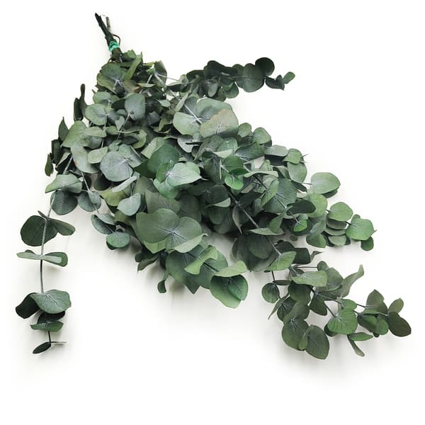 Stabiloitu eukalyptus - Espiraali - Vihreä