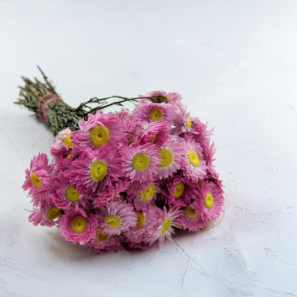 Tørret Suchlin - Suchołuska - (Acroclinium) - Lyserød