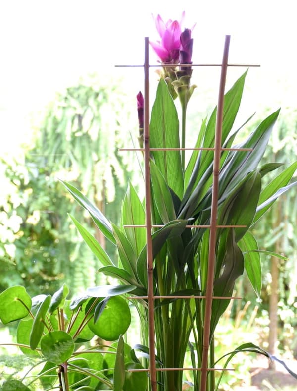 Bambusstige 45 cm x 10 stk.