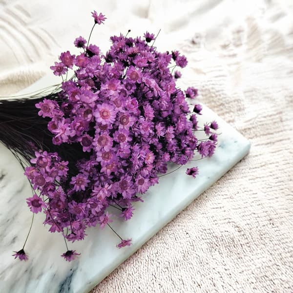 Torkad Glixia - (Glycine comanthera) - Lavendel