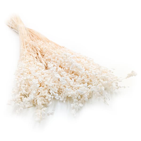 Briza Minima - Tørret Mini - (Briza Minima) - Bleget