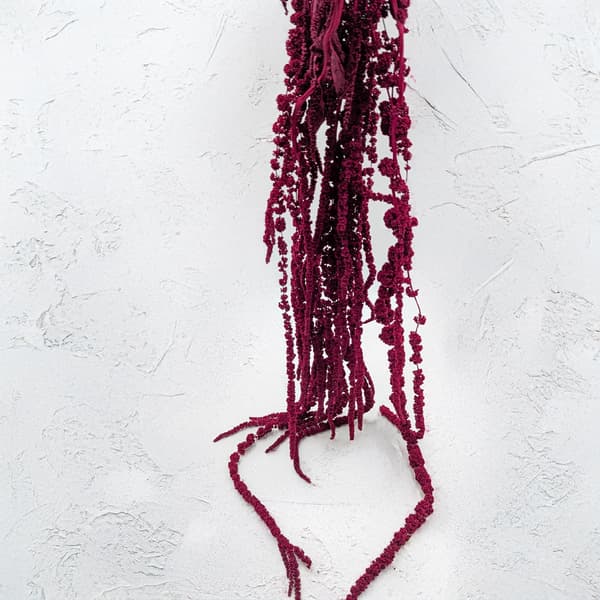 Stabiliseret amarant - Amaranth - Bourgogne