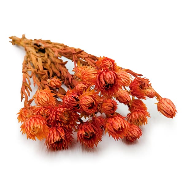 Kaaps Blomst - Phaenocoma prolifera - (Kap-halmblomst) - Orange