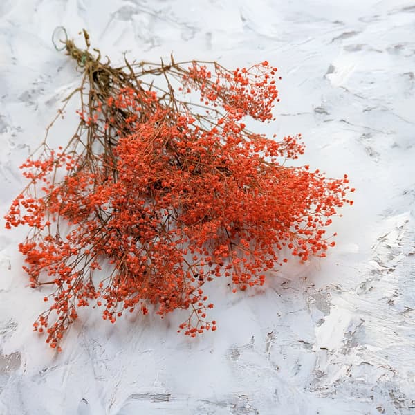 Stabiloitu harsokukka - pastellin oranssi