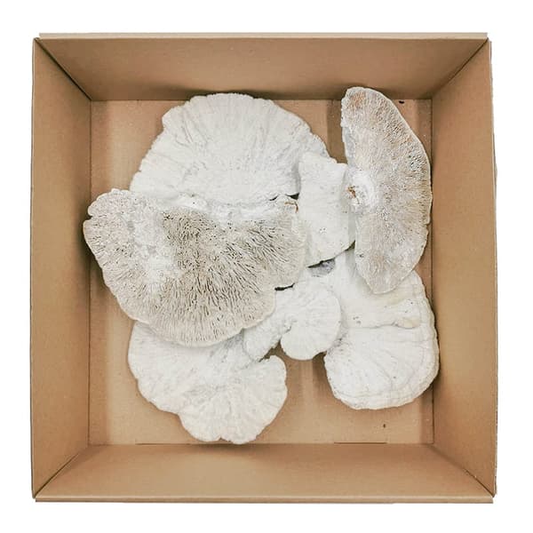Tørret hvid, håret polypore - 1 stk.