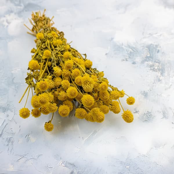 Tørret Gomphrena Globulus - (Globular Everlasting) - Gul