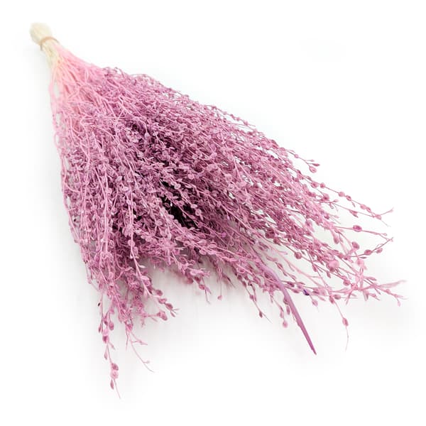 Lepidium (Lepidium sativum) - Lyng