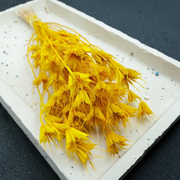 Orientalsk sort spidskommen - (Nigella Orientalis) - Gul