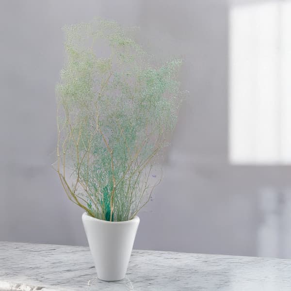 Stabiliseret plaster MINI - (gypsophila) - Mintgrøn