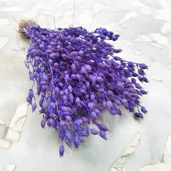 Silene - Lavendel