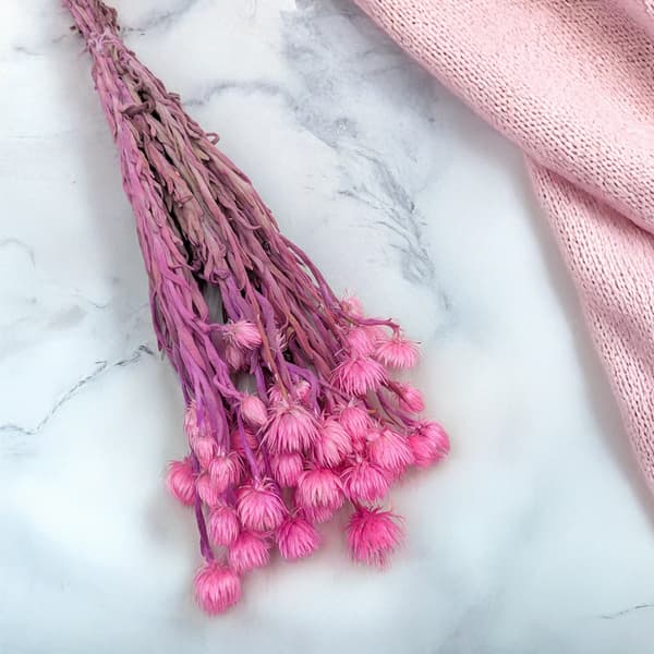 Kapblomma - Phaenocoma prolifera - (Kaphalmblomma) - Rosa