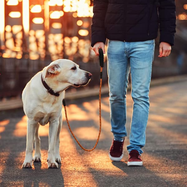 HUNDESNOR ORANGE STÆRK TYK REB 150CM